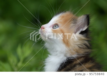 生後約1ヶ月程度の仔猫（三毛猫） 95759840