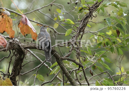 生き物　野鳥　ツツドリ、十月。南下途上の幼鳥。数日の間ハンノキの林で餌取に励んでいました 95760226