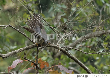 生き物 野鳥 ツツドリ、十月。南下途上の幼鳥。目の前のジョロウグモは食べませんでした 生き物 野鳥 ツツドリ、十月。南下途上の幼鳥。目の前のジョロウグモは食べませんでした 95760227