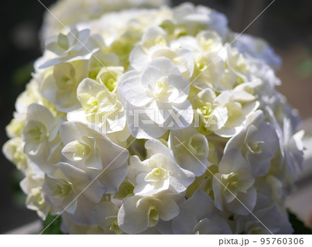 アジサイ　紫陽花　太陽に照らされて輝きを増す花弁。日々色が変わる楽しさ。美しさ。最高ですね。 95760306