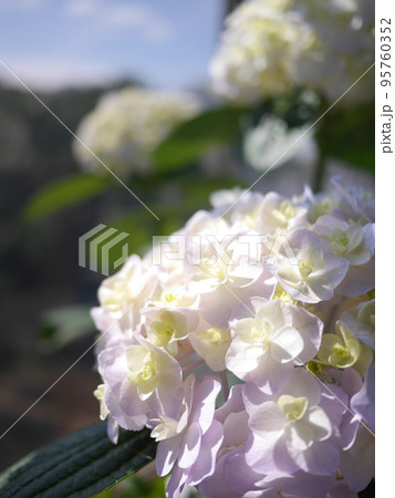 アジサイ　紫陽花　太陽に照らされて輝きを増す花弁。日々色が変わる楽しさ。美しさ。最高ですね。 95760352