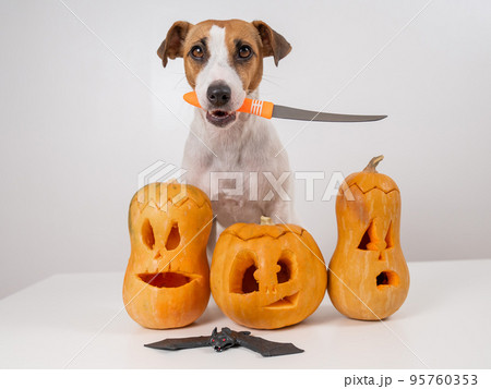 Jack Russell Terrier dog holding a knife next to three jack-o-lanterns on a white background. Jack Russell Terrier dog holding a knife next to three jack-o-lanterns on a white background. 95760353