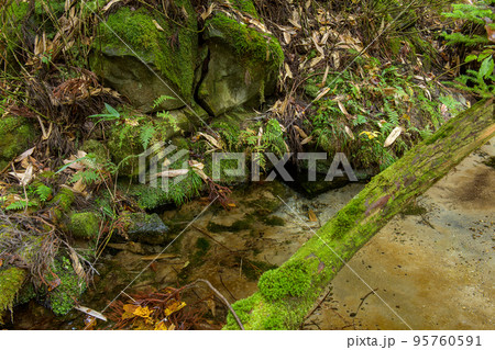 乙女の泉　森林セラピーロード　秋田県鹿角市 95760591