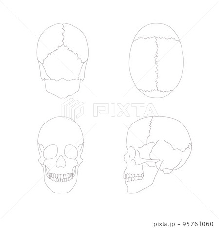 頭蓋骨のシンプルなイラスト 頭蓋骨のシンプルなイラスト 95761060