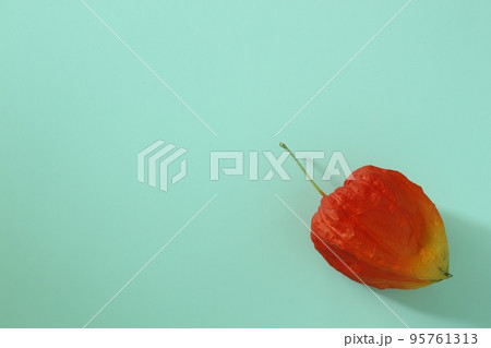 背景水色とオレンジ色の鬼灯（ホオズキ）の右下配置（横構図） 95761313