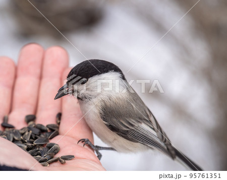 A willow tit sits on hand and eats seeds. Hungry bird willow tit eating seeds from a hand in winter or autumn A willow tit sits on hand and eats seeds. Hungry bird willow tit eating seeds from a hand in winter or autumn 95761351