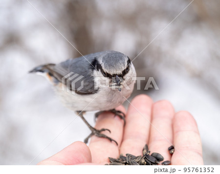 The Eurasian nuthatch eats seeds from a man's hand. Hungry bird wood nuthatch eating seeds from a hand during winter or autumn 95761352