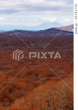 八甲田のブナの紅葉絨毯(青森県) 八甲田のブナの紅葉絨毯(青森県) 95761745