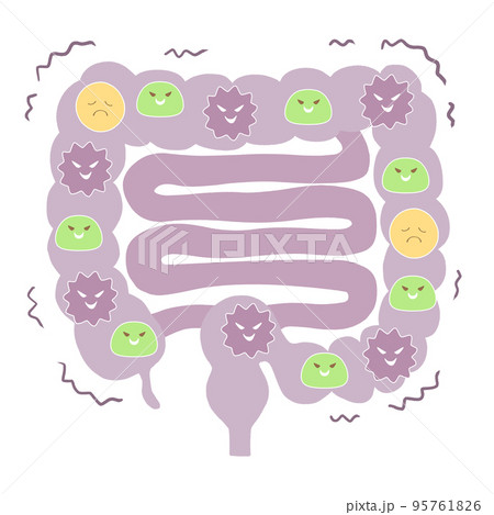 不健康な腸内環境　大腸と小腸のイラスト 95761826