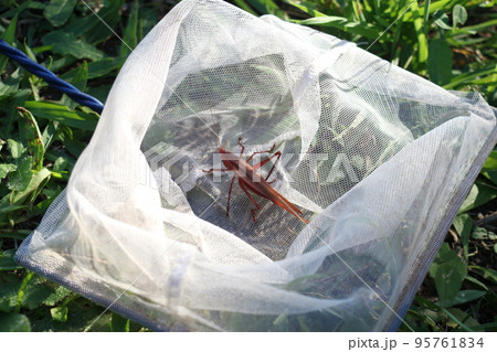 草の上のピンク色の昆虫（クビキリギス） 95761834