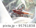 網の中のピンク色の昆虫（クビキリギス） 95761838