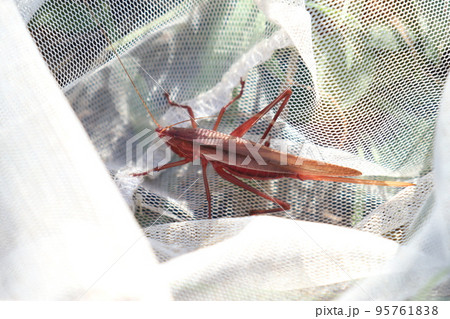 網の中のピンク色の昆虫（クビキリギス） 95761838