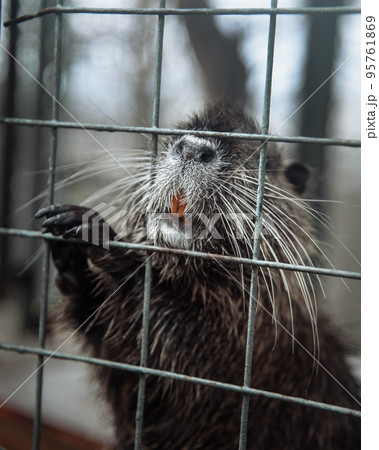 Nutria or Myocastor coypus peeking out out of cage 95761869