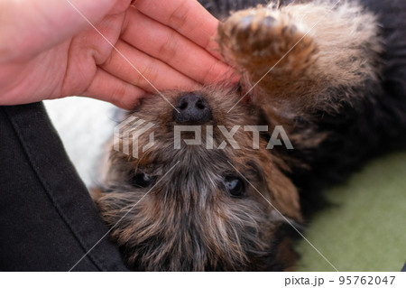 指を噛むノーフォークテリアの子犬 95762047