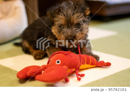 ぬいぐるみの紐をくわえるノーフォークテリアの子犬 95762101