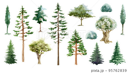 Tree different types watercolor illustration set. Various forest and park plant elements. Pine, oak, fir-tree, conifer, spruce, linden tree and bush big collection. White background 95762839