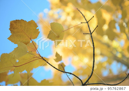 金運が上がる紅葉 95762867