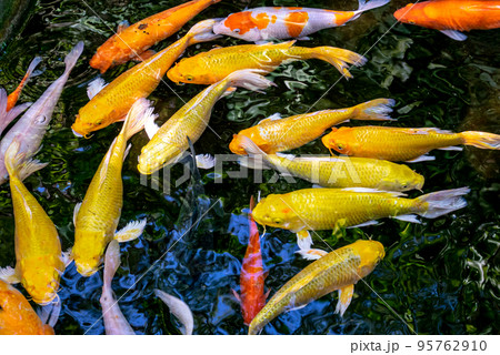 Japanese koi carp fish, a beautiful medium-sized colourful asian fishes swimming in clear freshwater pond background. 95762910