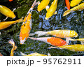 Japanese koi carp fish, a beautiful medium-sized colourful asian fishes swimming in clear freshwater pond background. 95762911