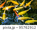 Japanese koi carp fish, a beautiful medium-sized colourful asian fishes swimming in clear freshwater pond background. 95762912