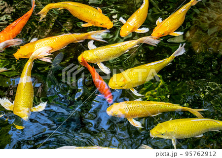 Japanese koi carp fish, a beautiful medium-sized colourful asian fishes swimming in clear freshwater pond background. 95762912
