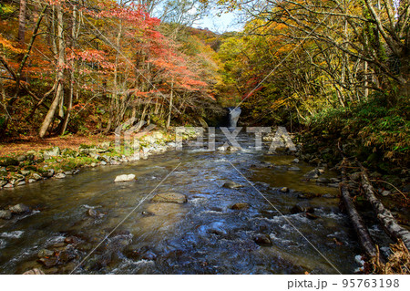 紅葉の中を流れる止滝と大湯川　秋田県 95763198