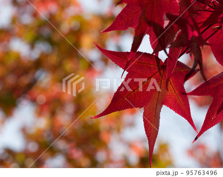 紅葉したアメリカフウの葉 紅葉したアメリカフウの葉 95763496