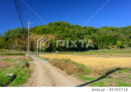 上津金の田んぼ景色 上津金の田んぼ景色 95763718