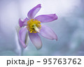 Close up pasque flower pulsatilla on light blue background, soft focused. 95763762
