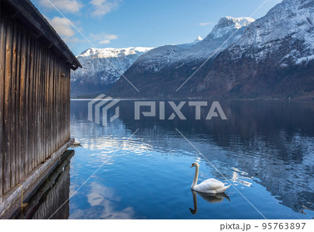 Swan on the clear water of Hallstattersee lake and the beautiful mountains surrounding it in Salzkammergut region, Austria, in winter Swan on the clear water of Hallstattersee lake and the beautiful mountains surrounding it in Salzkammergut region, Austria, in winter 95763897