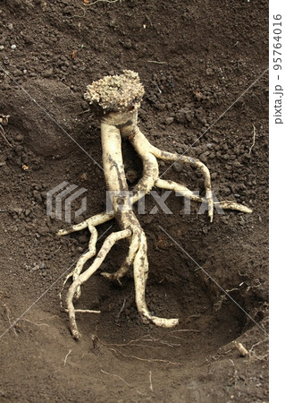 Dang Shen root or Poor Man's Ginseng, lat. Codonopsis Pilosula Dang Shen root or Poor Man's Ginseng, lat. Codonopsis Pilosula 95764016