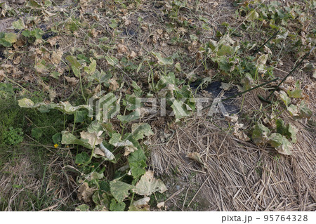 終了間際の地這いキュウリ畑 95764328