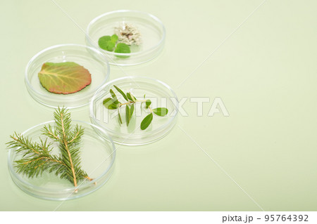 wild forest plants in petri dish as alternative medicine ingredients. using herbs in medicine and cosmetic, health care and supplement production. 95764392