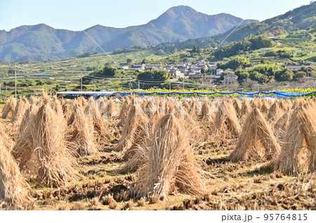 脱穀後の稲藁干しの景色 95764815