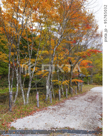長野県飯田市 県民の森広場の紅葉 長野県飯田市 県民の森広場の紅葉 95765032