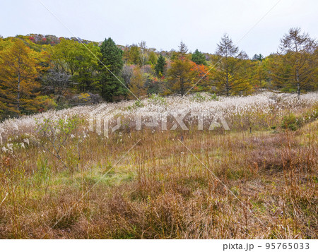 長野県飯田市 県民の森広場の紅葉 長野県飯田市 県民の森広場の紅葉 95765033