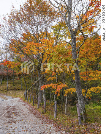 長野県飯田市　県民の森広場の紅葉 95765034