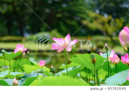 蓮池に咲くハスの花 95765049