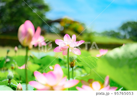 蓮池に咲くハスの花 蓮池に咲くハスの花 95765053