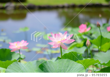 蓮池に咲くハスの花 95765055