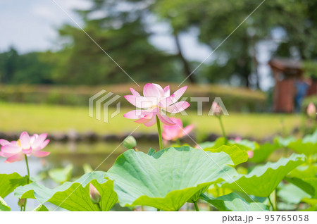 蓮池に咲くハスの花 蓮池に咲くハスの花 95765058