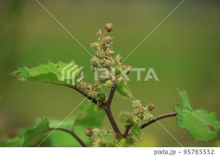 オオオナモミの花 95765552