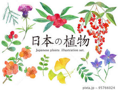 水彩イラストセット　日本の植物 95766024