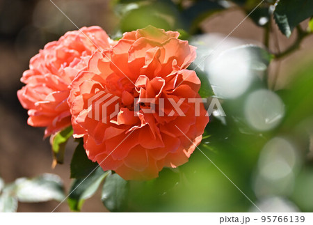 (花の風景)埼玉県伊奈町 秋薔薇 オレンジ色のバラ (花の風景)埼玉県伊奈町 秋薔薇 オレンジ色のバラ 95766139