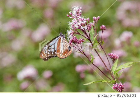 アサギマダラ アサギマダラ 95766301