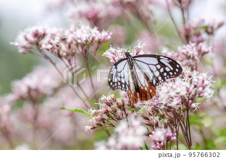 アサギマダラ 95766302