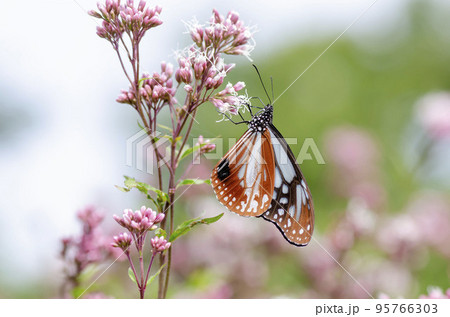 アサギマダラ 95766303