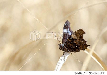 ルリタテハ 95766614