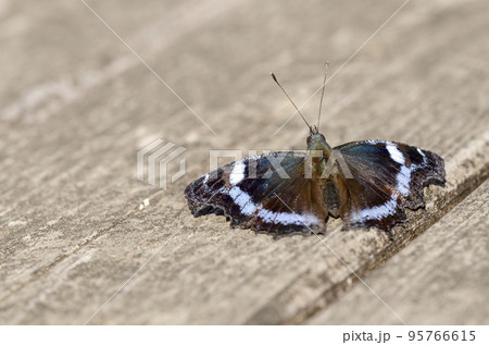 ルリタテハ ルリタテハ 95766615