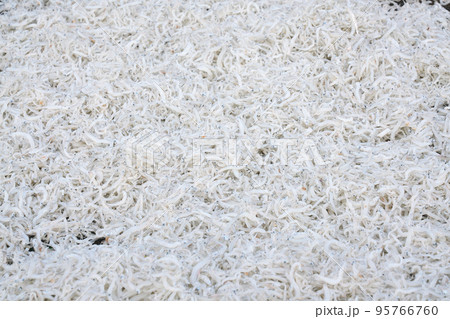 【シラスの天日干し】 95766760